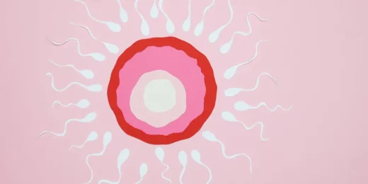 spermatogenesi